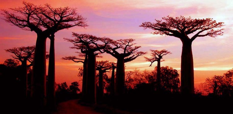 madagascar baobab