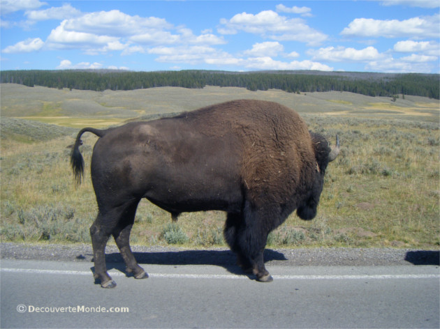 bison parc yellowstone