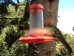 acaime cocora colibri