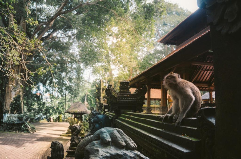 Dans le sanctuaire du Monkey Forest à Ubud à Bali en Indonésie. Dans mon article sur Que faire à Bali et visiter en 8 coups de cœur. #bali #indonesie #voyage #asie #ubud #monkeyforest