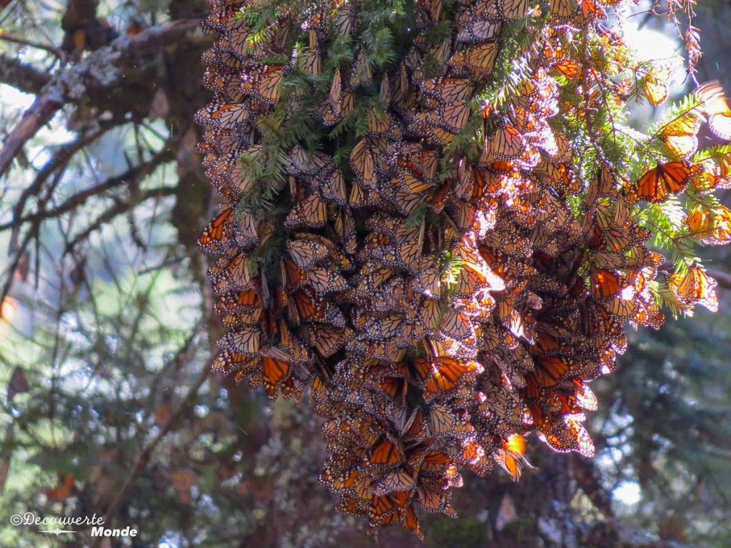 sanctuario mariposa monarca