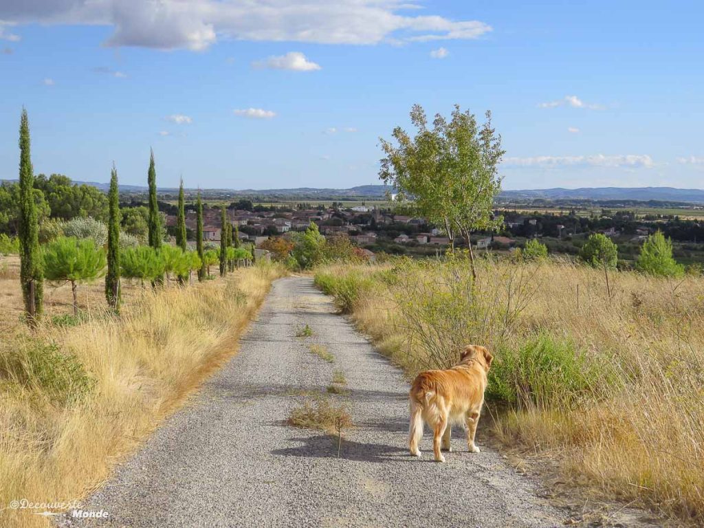 Visiter l'Aude pays Cathare en 7 idées de choses à faire. Ici au Mas d'Antonin pour la chasse aux truffes. Retrouvez l'article ici: https://www.decouvertemonde.com/visiter-l-aude-pays-cathare 