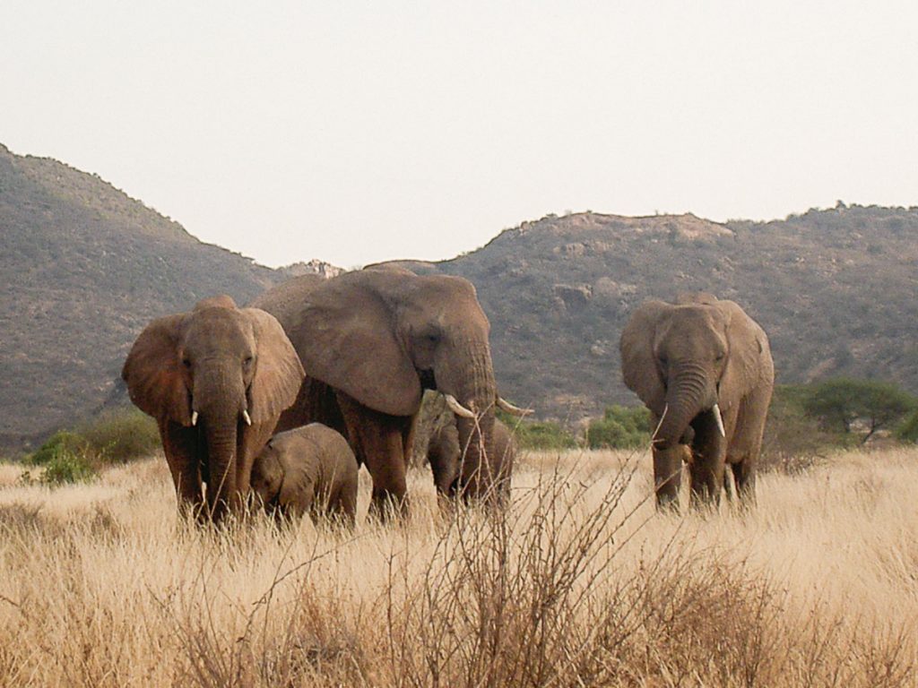 Éléphants dans la réserve Amboseli dans mon article Safari au Kenya pas cher : Comment le faire en indépendant dans 5 réserves #kenya #safari #afrique #voyage #animaux #amboseli