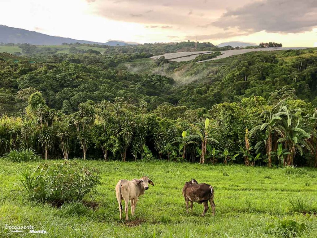 Vaches vu de ma van au Costa Rica dans mon article Campervan au Costa Rica : Mes conseils pour un road trip au Costa Rica #costarica #voyage #campervan #van #vanlife #roadtrip