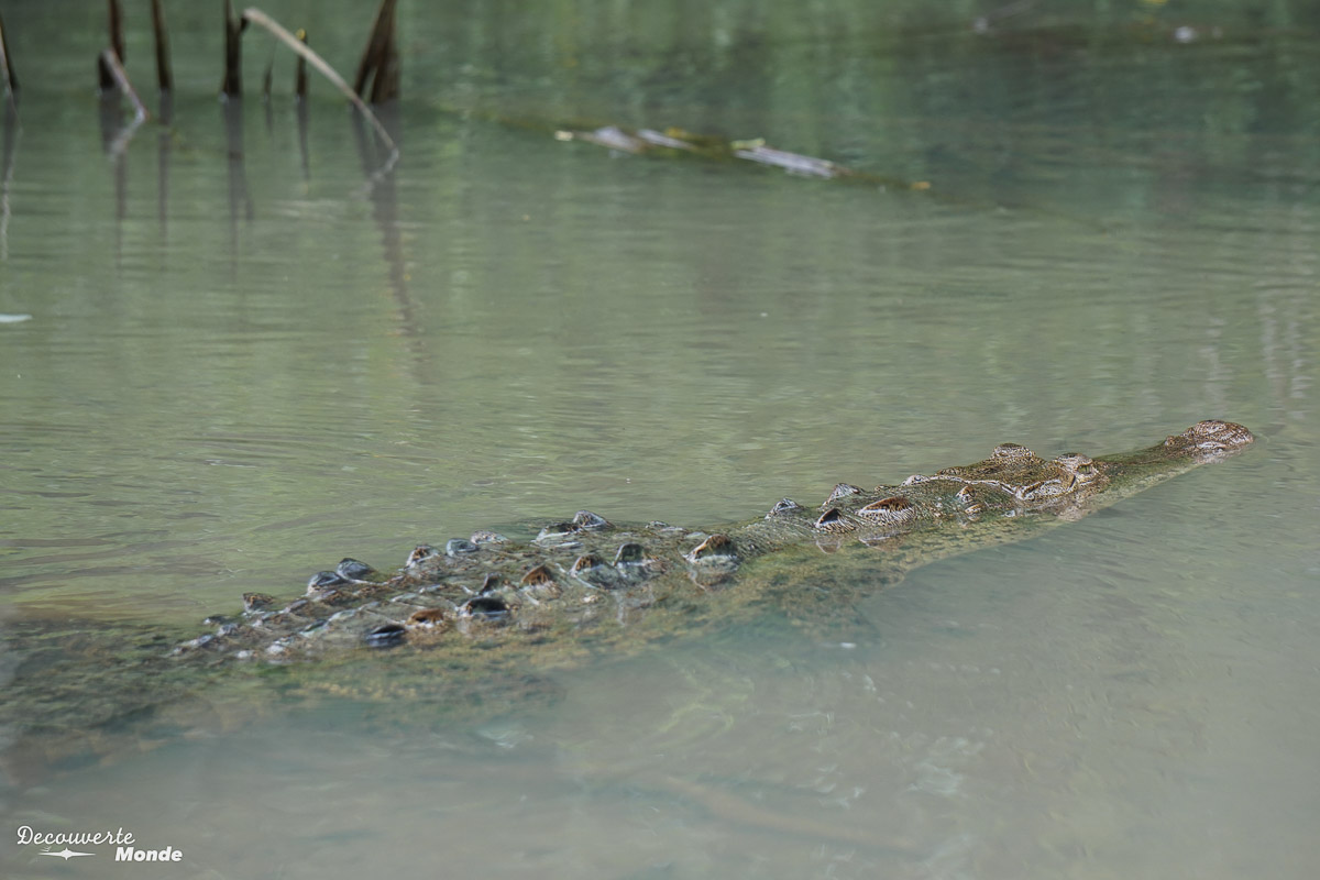 Crocodile au Costa Rica dans mon article Visiter la Côte Caraïbes du Costa Rica : Que faire et que voir en 5 lieux #costarica #caraibes #cotecaraibes #voyage #ameriquecentrale