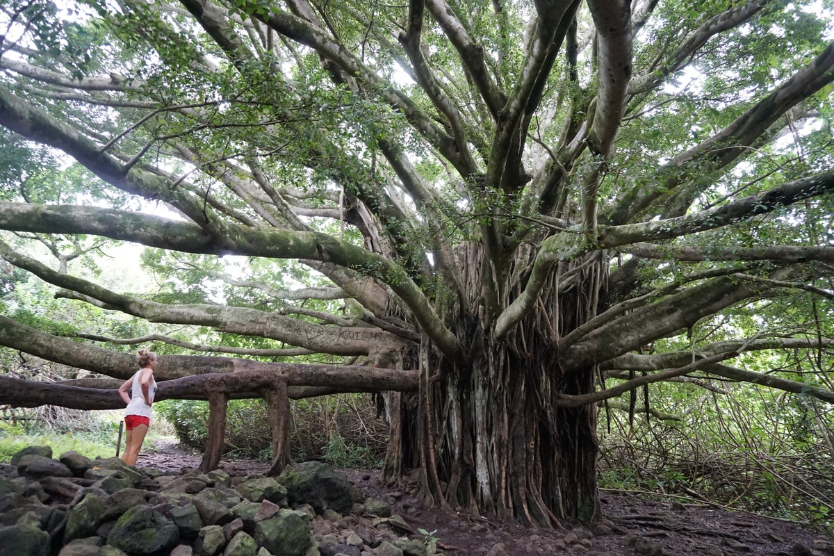 Banian sur la Pipiwai Trail dans le parc national Haleakala dans notre article Hiking à Maui : 4 belles randonnées à faire sur l'île de Maui à Hawaii #maui #hawaii #usa #ile #hawai #hiking #randonnee